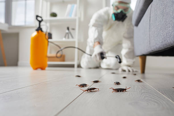 Trusted Termite Control service in Perth Amboy, NJ - Nex Pest Control